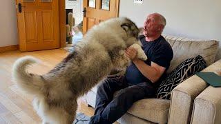 Giant Husky Goes Crazy Searching For Grandpawrents, He Can Smell Them But He Can’t Find Them