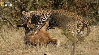 National Geographic Documentary I Wild animals maintain the seed pot I Wildlife Animals