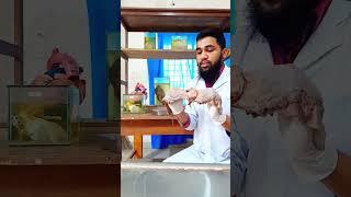 Human The diaphragm||The Diaphragm Anatomical Position||Asadullah TV.BD