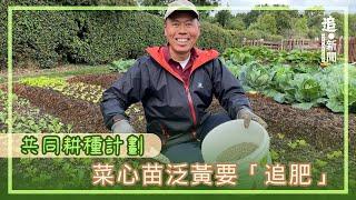 菜心苗泛黃要「追肥」｜共同耕種計劃