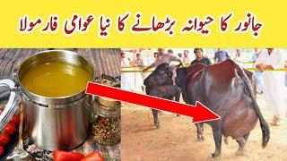 جانور کا حیوانہ بڑھانے کا آزمودہ دیسی فارمولا How to increase udder and Milk of Cows and Buffaloes