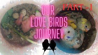 From Nest to FamilyOur Love Birds Storypart-1|Meet our new chicks|laying eggs |Hatching|Buddies