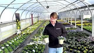 Lithodora Tidepool | Syngenta Flowers