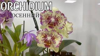 Осенний Orchidium 2023 || Выставка орхидей в Москве || День 2 - детально рассмотрим растения 