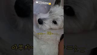 중성화 수술로 삐져버린 희복이 #westie #화이트테리어 #puppy #dog