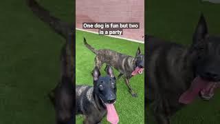 Belgian Malinois meets Dutch Shepherd