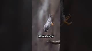 Смерть с небес! Самый быстрый хищник в мире 