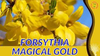 FORSYTHIA 'MAGICAL GOLD' Information and Growing Tips! (Forsythia x intermedia 'Magical Gold')