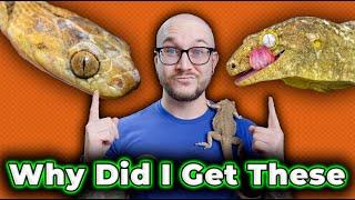 I Got a Snake YOU Have Never Heard of… But Why..