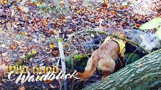 WILD UND HUND Drückjagd 2019 - Sauen satt! - PareyGo Classics