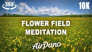 Flower Field 360° Meditation  in 10K