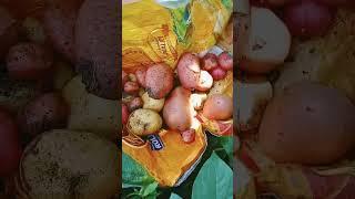 Potato fields||#kitchen #gardening #homegardening 