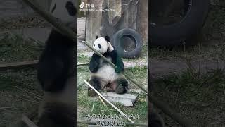 吃货飞云对食材的品质是很挑剔的。 #panda #cute #zoo #animals #riceterrace #travel
