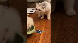 Cat's reaction to his friend's "death"