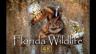 Florida Wildlife in 4k