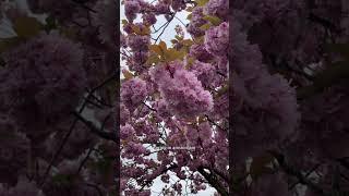 Spring in Amsterdam!  #spring #blossom #blooming #spring #lente #amsterdam