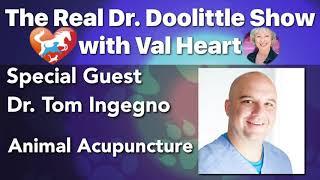 Animal Acupuncture - Dr Tom Ingegno on The Real Dr. Doolittle Show™ | Animal Talk | Podcast #48