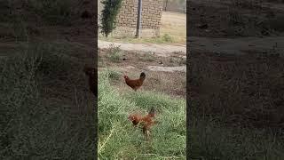 Hens #happyduck #cute #waddle #funny #awesomeduck #birds #duck #littleduck #animals #song