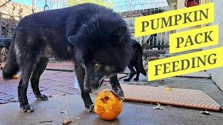 Fun Pack Feeding! - The Last Pumpkins of the Year