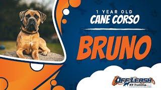 Cane Corso, 1 Year Old, Bruno | Best Dog Trainers Northern VA | Off Leash K9