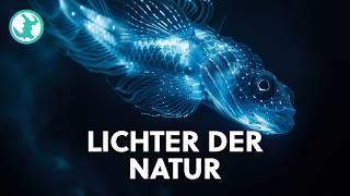 Das atemberaubendste Naturwunder: Leuchtende Lebewesen | Earth Stories Deutschland