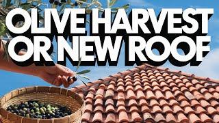 Harvesting Olives and Raising the Roof: Off-Grid Tiny Home Adventure