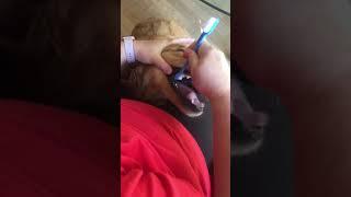 Best toothbrush I ever used on a dog | PuppySimply