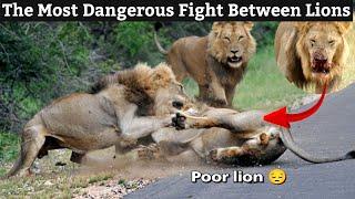 Lions vs lion fight to death the most dangerous fight between lions | you've never seen this before