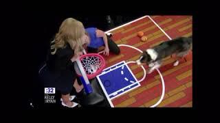 Guinness World Record Most Slam Dunks by a dog in one minute on Live with Kelly and Ryan