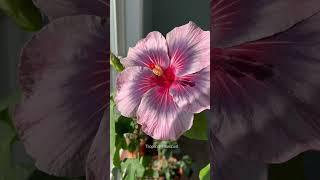 Midnight Tryst, Tropical Hibiscus! #shorts #plants #flowers #houseplants #hibiscus #tropical