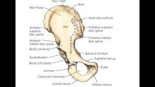 Anatomy of the Hip and Pelvis Video