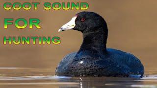 coot sound, coot bird sound,  american coot sound for hunting,