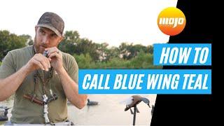 How-To Call Blue Wing Teal