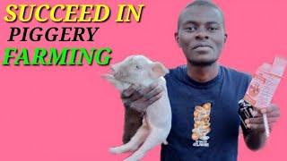 How to take care of piglets after birth / No death #pig #farmers #animals #farming #piglets