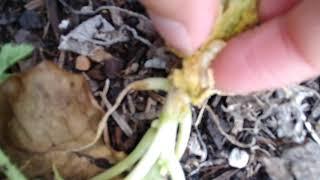 How to remove Squash Vine Borer larva (Melittia Cucurbitae) & Damage