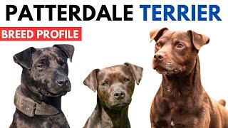 Patterdale Terrier Breed Profile History - Price - Traits - Patterdale Terrier Grooming Needs