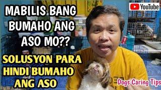 BAKIT MABILIS BUMABAHO ANG ASO? TIPS PARA HINDI BUMAHO ANG ALAGA NATING ASO