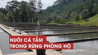 Ngang nhiên nuôi cá tầm trong rừng phòng hộ ở Lâm Đồng