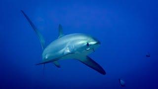 Thresher sharks, cool facts