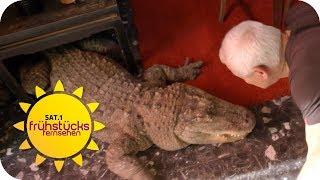 Zusammenleben mit 400 exotischen Reptilien: Wie gefährlich ist das? | SAT.1 Frühstücksfernsehen | TV