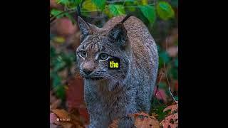 Interesting Facts about Iberian Lynx you probably didn't know