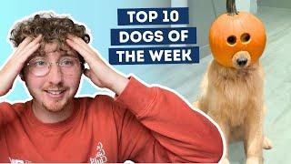 The Dogs Were Good (but also spooky) | Top 10 Dogs of the Week!