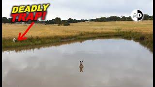 Are Kangaroos  Vicious Killers: Drowning Sport 