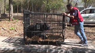 Charity rescues severely abused bear in Pakistan