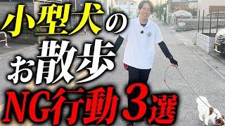 小型犬の散歩で絶対やってはいけないこと3選【ドッグトレーナー解説】