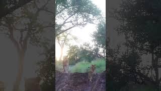 One of the lionesses from the Ntsevu pride with her 3 cubs  . . .  #meetsouthafrica #southafrica