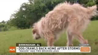 HLN: 'Tornado dog' returns home after 2 weeks