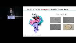 FANZOR IS A EUKARYOTIC PROGRAMMABLE RNA-GUIDED ENDONUCLEASE