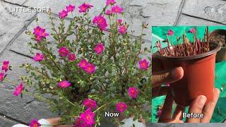 Propagate Moss Rose/Portulaca from Cuttings | Little Sqft