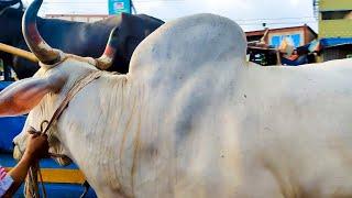 Gabtoli gorur haat 2024 today। Big cow in the Bangladesh 2024 । Big cow 2024 । Big bull 2024 EP25